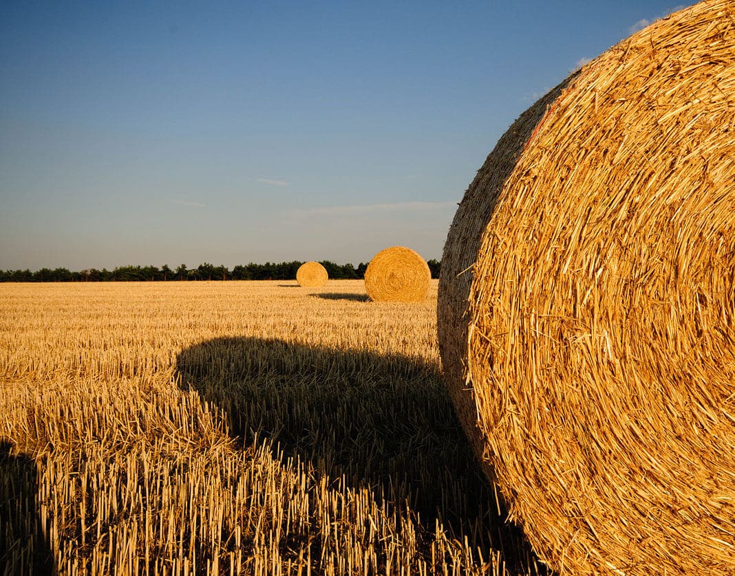 Crispy citrus exclusive