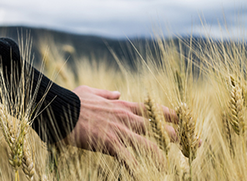 Tarımsal Biyoteknoloji Danışmanlık Hizmetleri